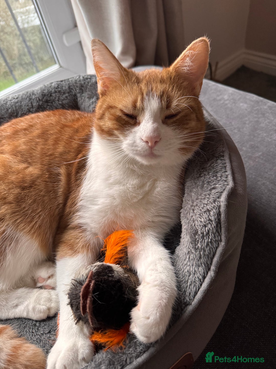 Mixed Breed cats for sale: Rehoming Toby  - Advert 2