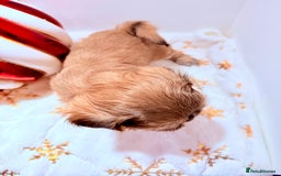 Shih Tzu dogs for sale: 3x Beautiful Pedigree Imperial Shih Tzu Girls - Advert 15