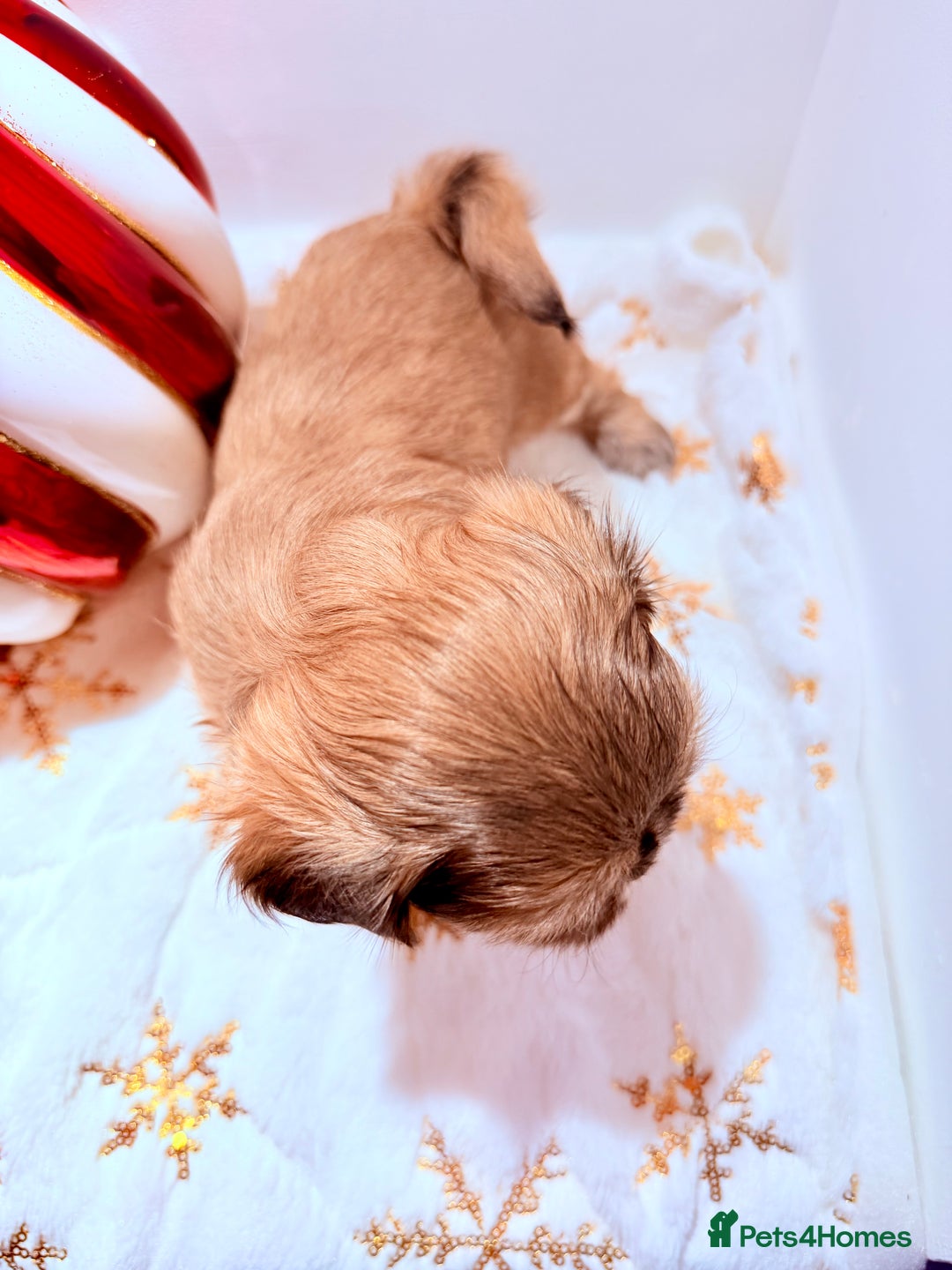 Shih Tzu dogs for sale: 3x Beautiful Pedigree Imperial Shih Tzu Girls - Advert 15