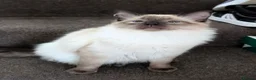 Ragdoll cats for sale: Beautiful Seal Point Ragdoll Boy - Advert 9