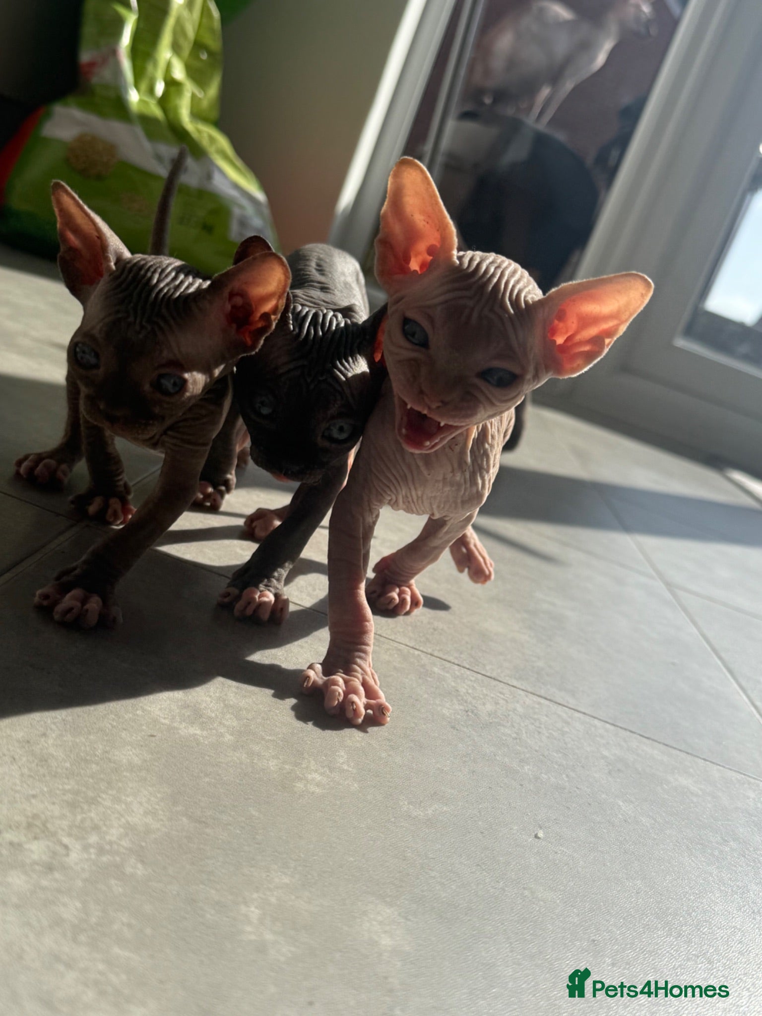 Sphynx cats 4 Sphynx kittens - Advert 1