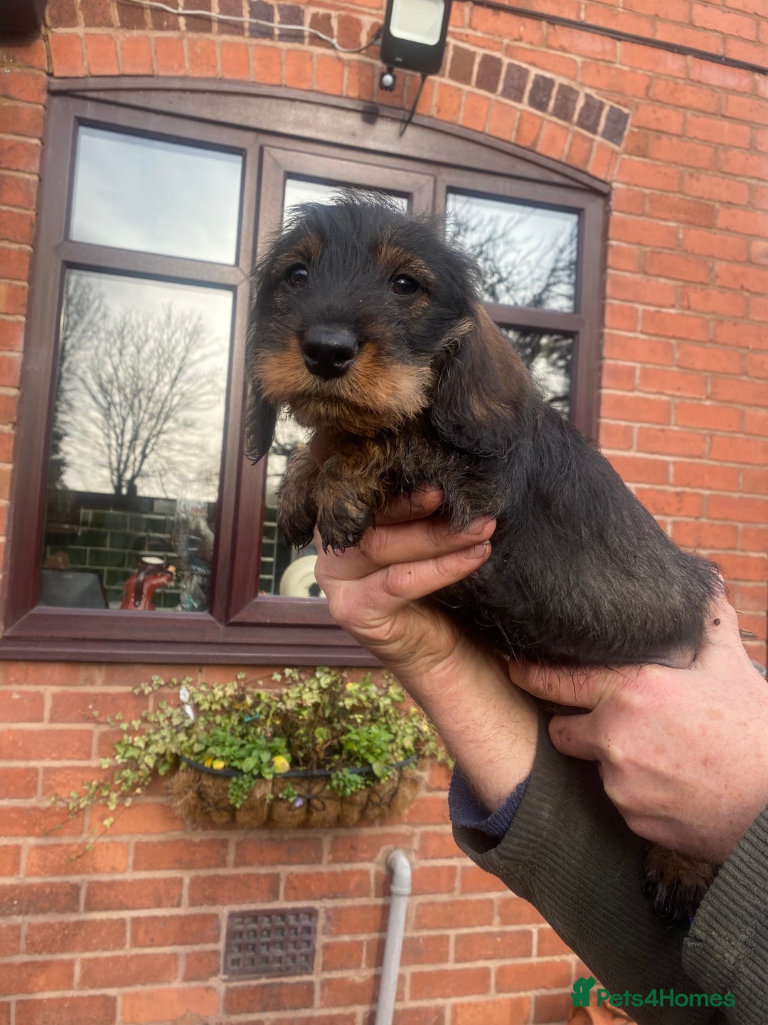 Dachshund dogs for sale: Daschund/Tekkel wired coated  - Advert 5
