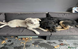 Mixed Breed dogs for adoption: Adorable Abbie is still Looking for Love 🐾 - Image 10