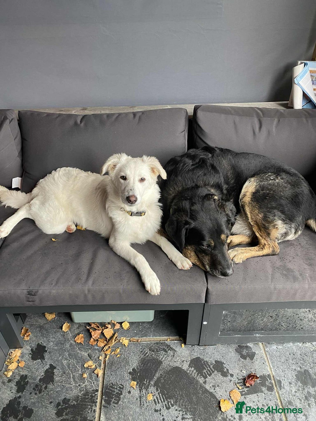 Mixed Breed dogs for adoption: Adorable Abbie is still Looking for Love 🐾 - Image 10