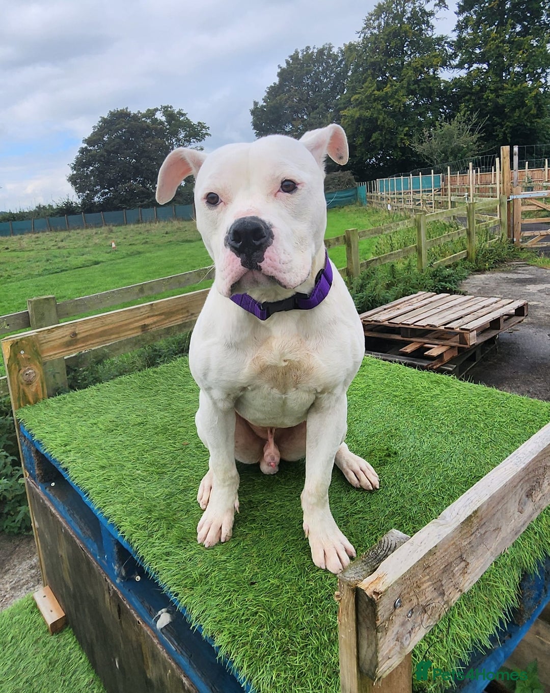 American Bulldog dogs for adoption: American Bulldog Needing Furever Home - Image 2