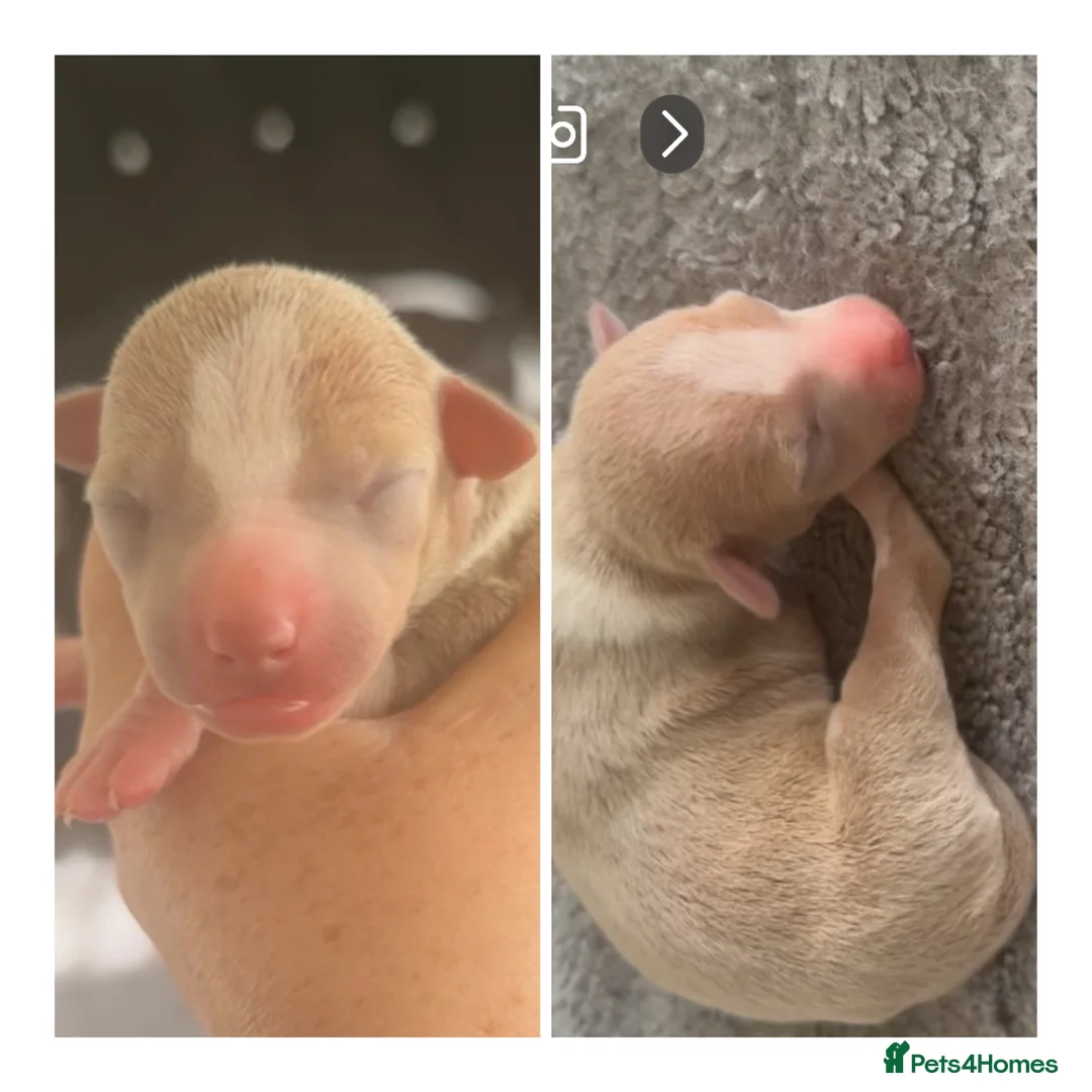 Italian Greyhound dogs for sale: Italian greyhounds  - Advert 3