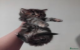 Mixed Breed cats for sale: Cute Kittens Looking For A Loving Home - Image 3