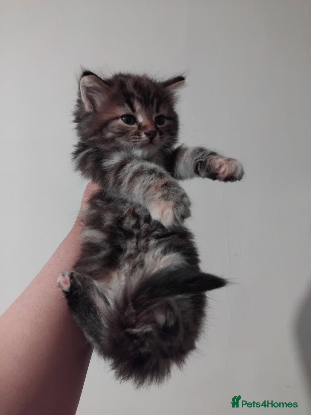 Mixed Breed cats for sale: Cute Kittens Looking For A Loving Home - Image 3