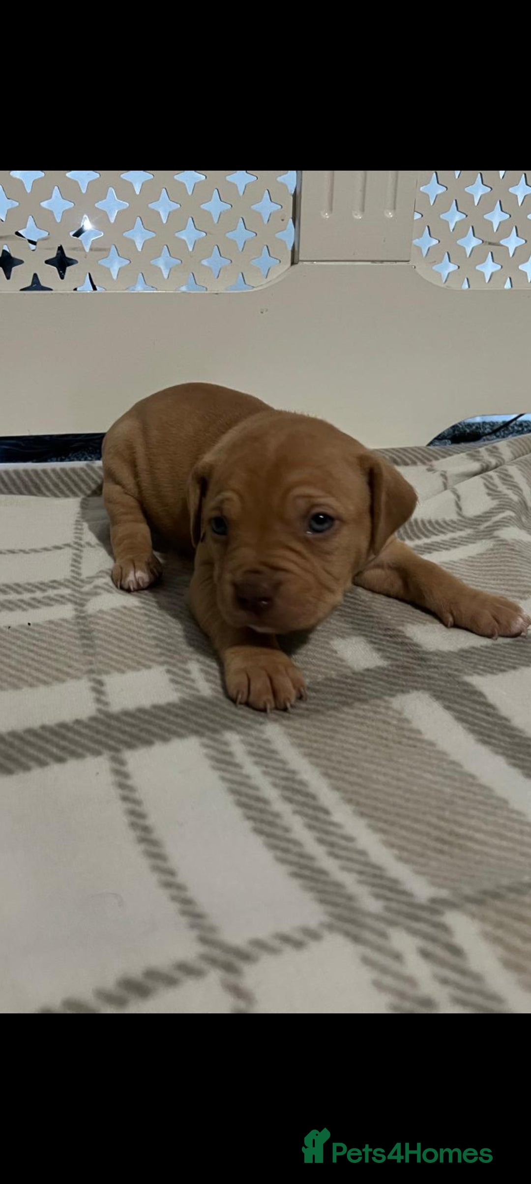 American Bulldog dogs for sale: American bulldogs puppies  - Advert 9