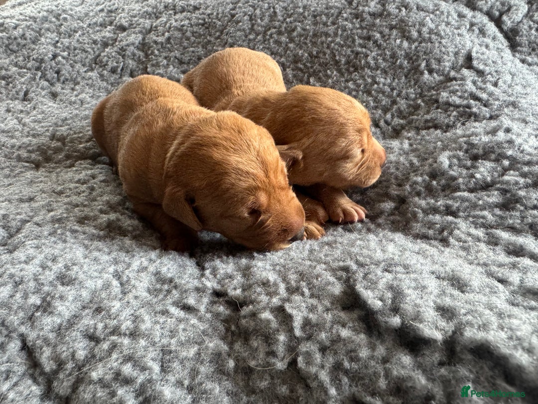 Labrador Retriever dogs for sale: Outstanding KC reg fox red Labrador puppies.  - Image 7
