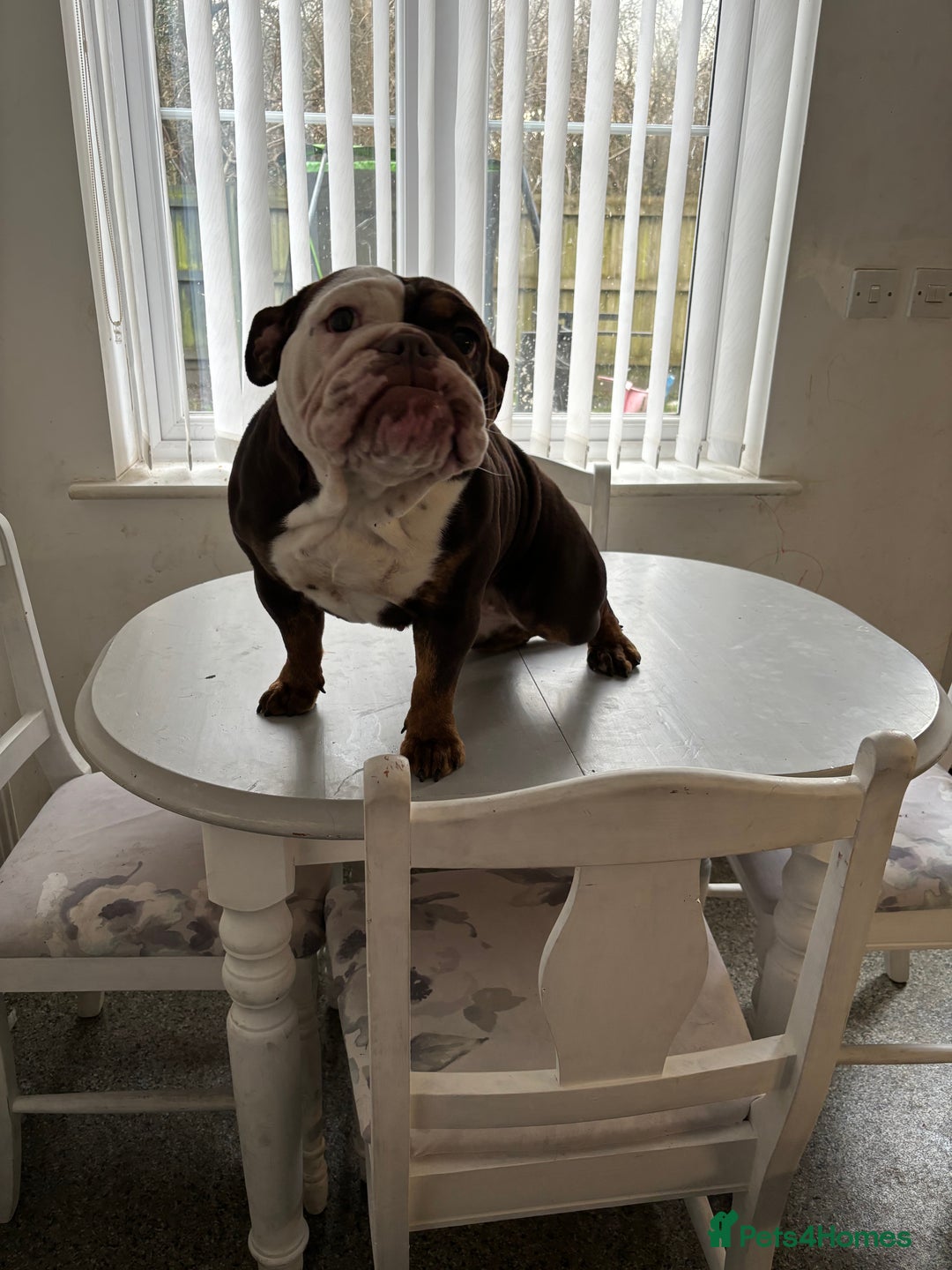English Bulldog dogs for sale: English bulldog - Female, 3 years old  - Advert 8