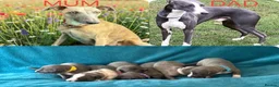 Whippet dogs for sale: KC Whippet Puppies  - Advert 1