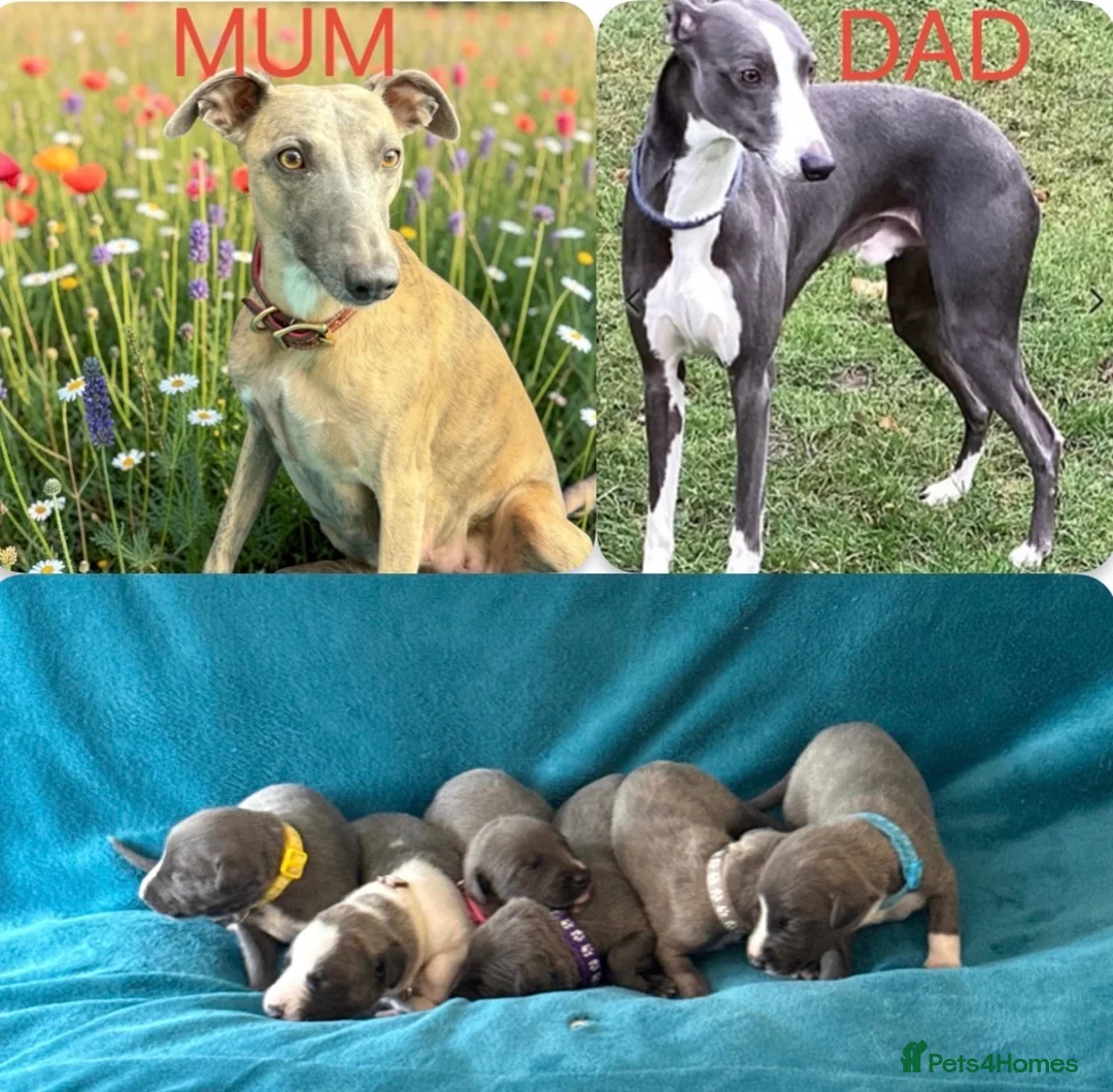 Whippet dogs for sale: KC Whippet Puppies  - Advert 1