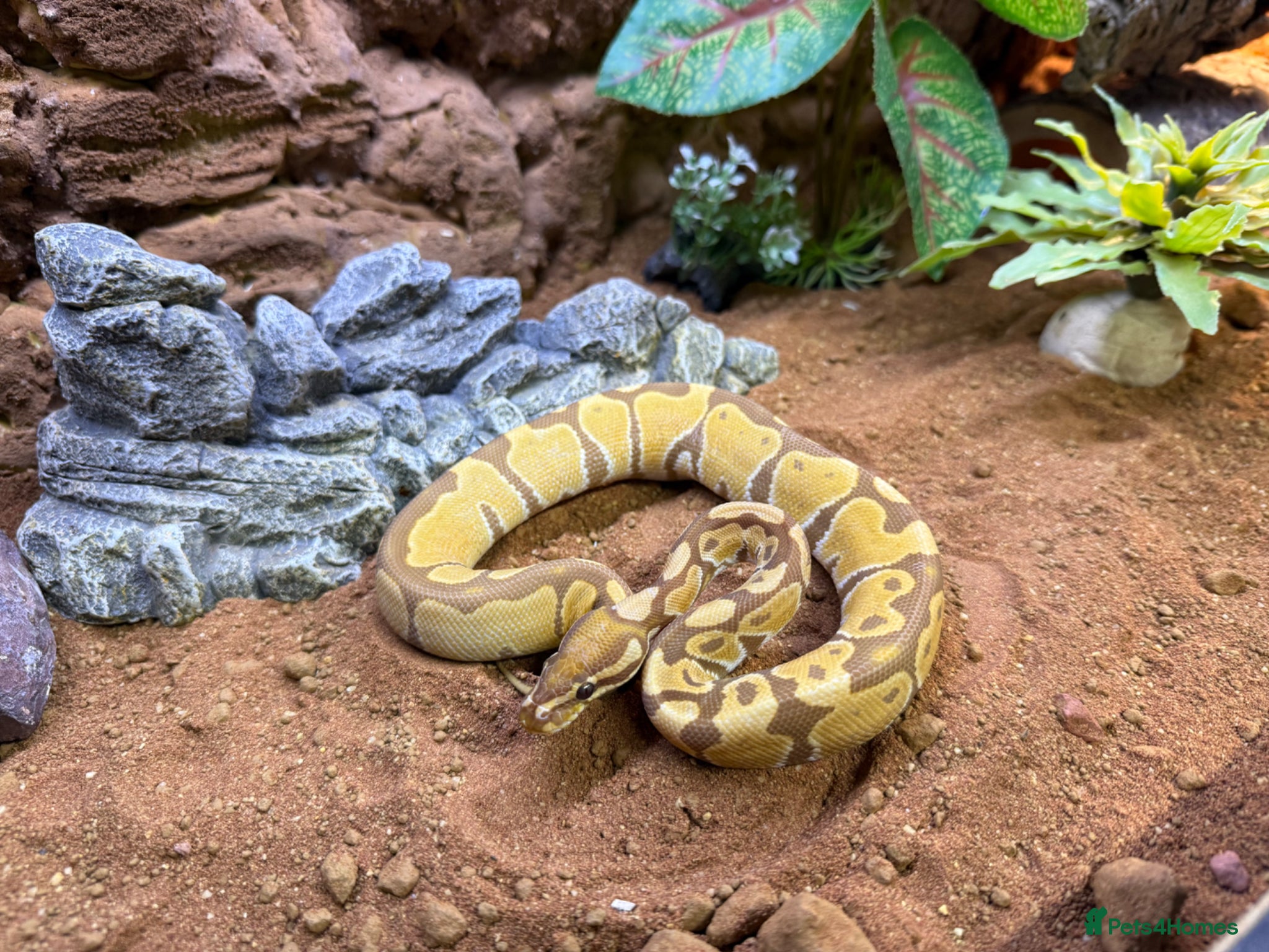 Python Snake reptiles Ultramel 66%het pied male - Advert 1