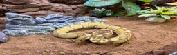 Python Snake reptiles for sale: Ultramel 66%het pied male in London - Advert 1