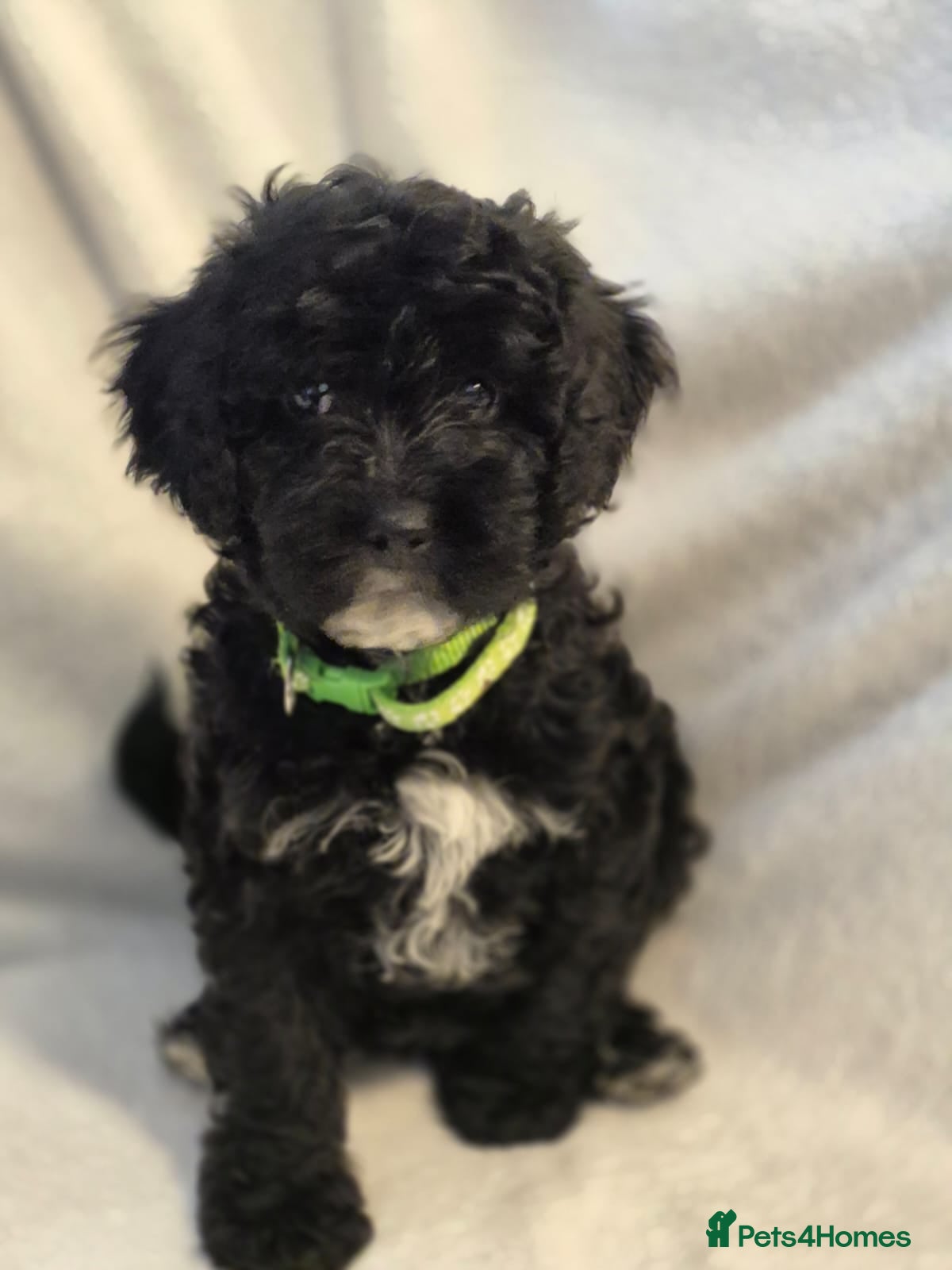 Lhasapoo dogs Gorgeous Lhachon/Poodle - Advert 1