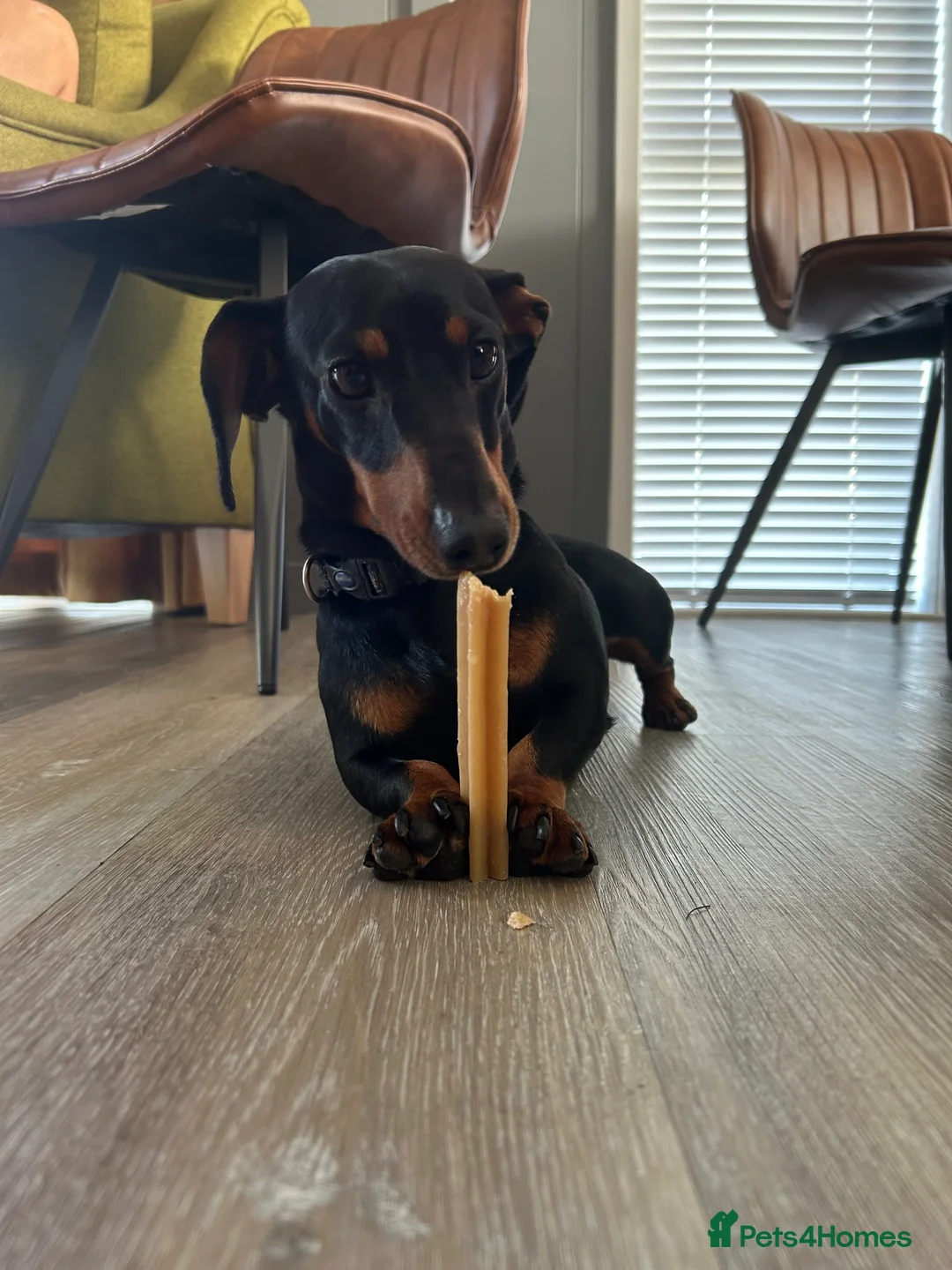 Miniature Dachshund dogs for stud: Slinky The Mini Sausage🖤🐶 - Advert 6