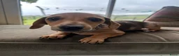 Mixed Breed dogs for sale: Beautiful female Dachshund Puppy - Advert 10