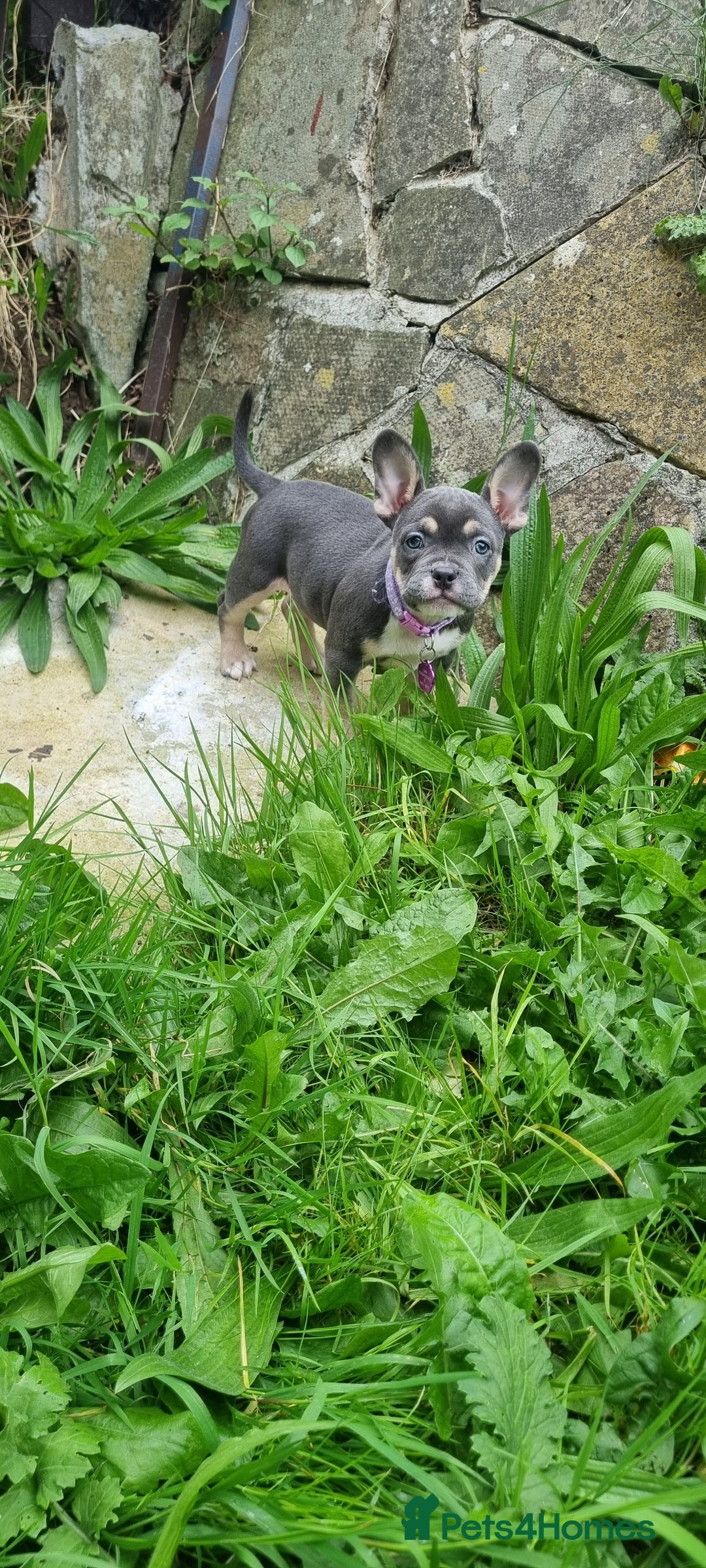 Mixed Breed dogs for sale: Pocket bully frenchie mix 2nd picture - Image 2