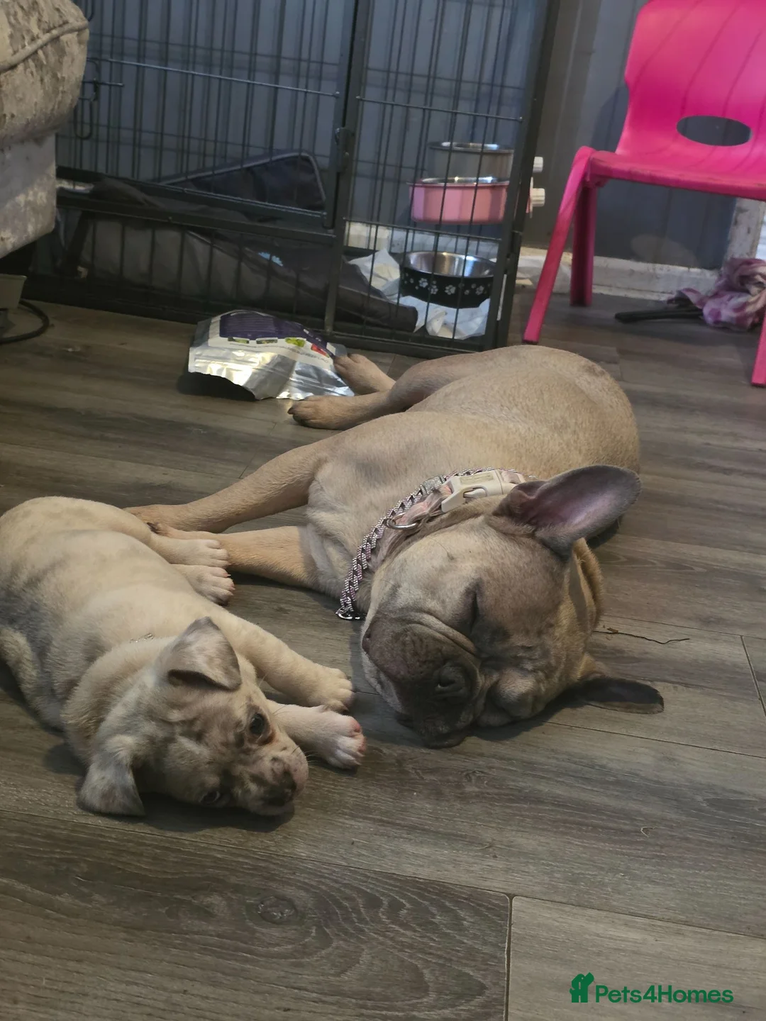 Mixed Breed dogs for sale: LAST PUP - Advert 2