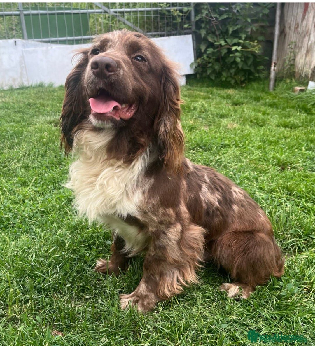 Cocker Spaniel dogs for sale: Merle cocker spaniels  - Image 26