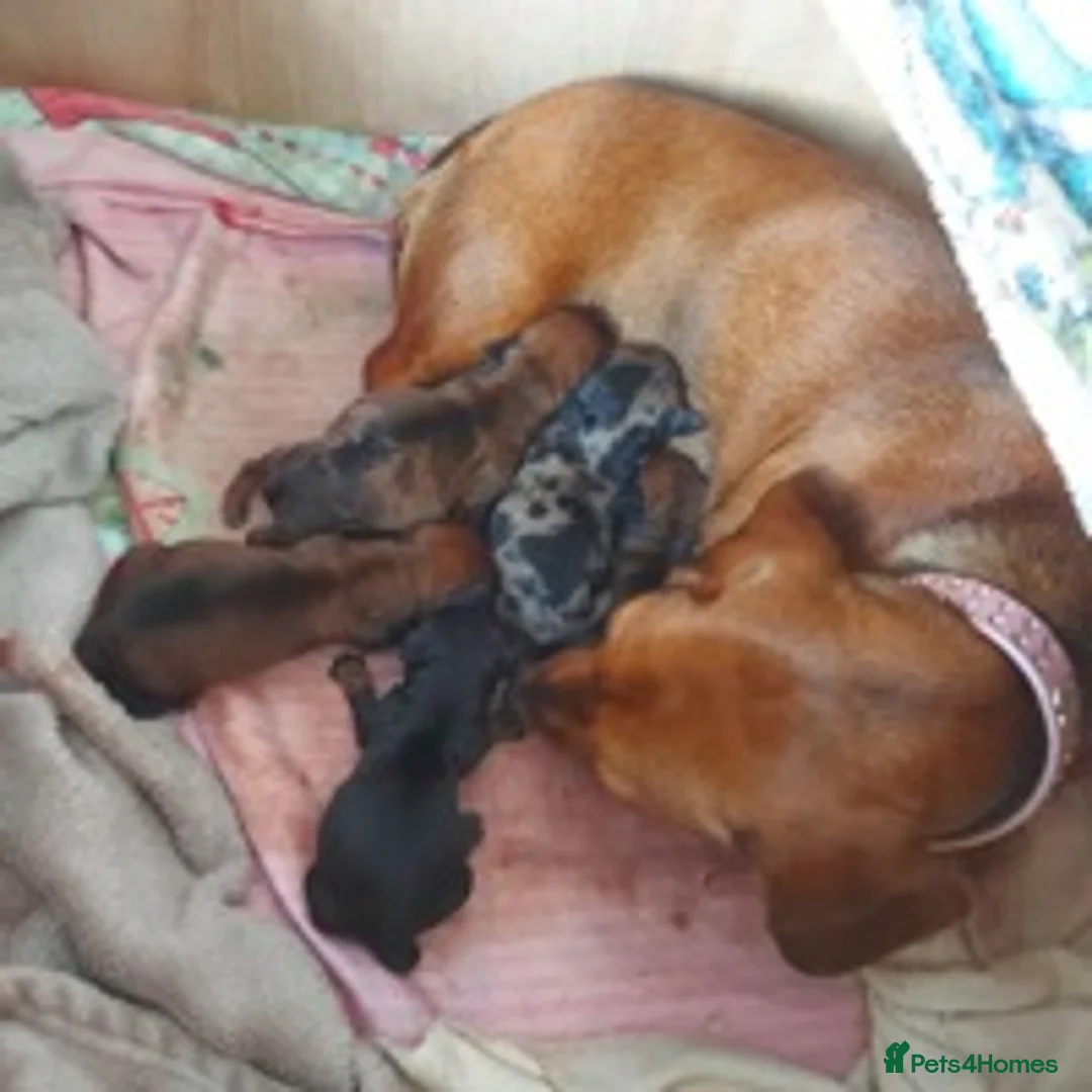 Dachshund dogs for stud: Blue Dachhund Proven Stud & Isabella cream stud, in Swansea - Advert 24