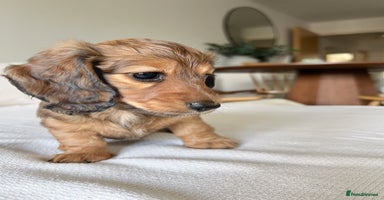 Miniature Dachshund dogs - Advert 7
