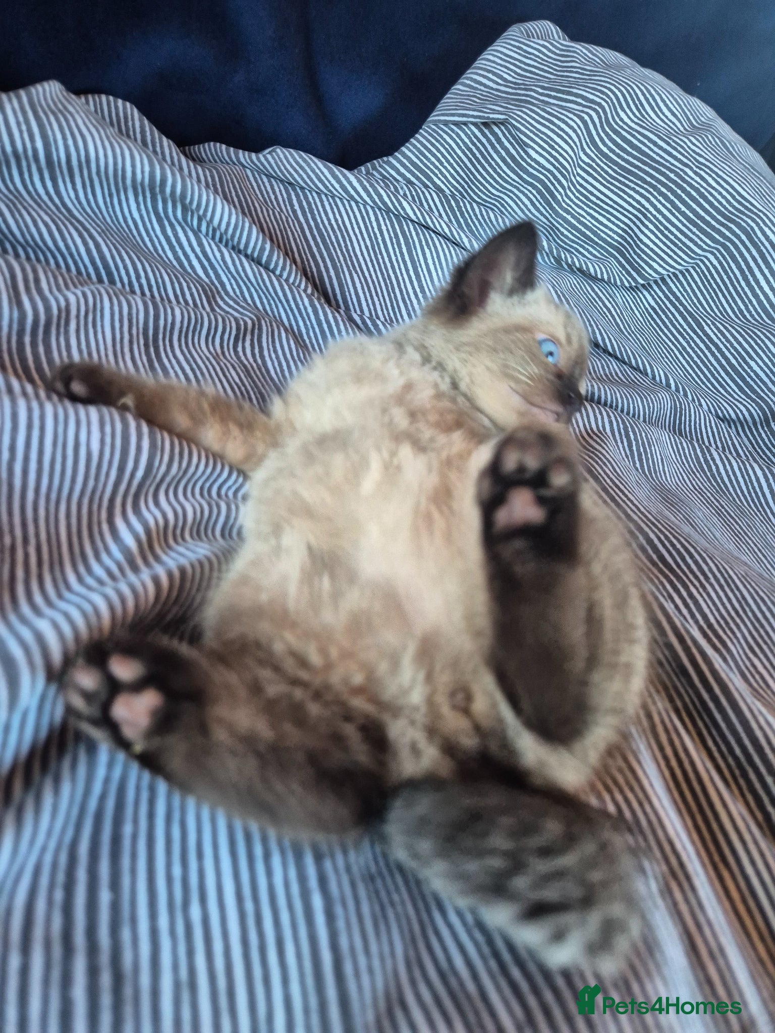 Mixed Breed cats Mixed cross Ragdoll babies - Advert 5