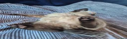 Mixed Breed cats for sale: Mixed cross Ragdoll babies - Advert 1