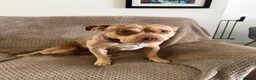 American Bully dogs for sale: American Bully pocket 4 years old. - Advert 4