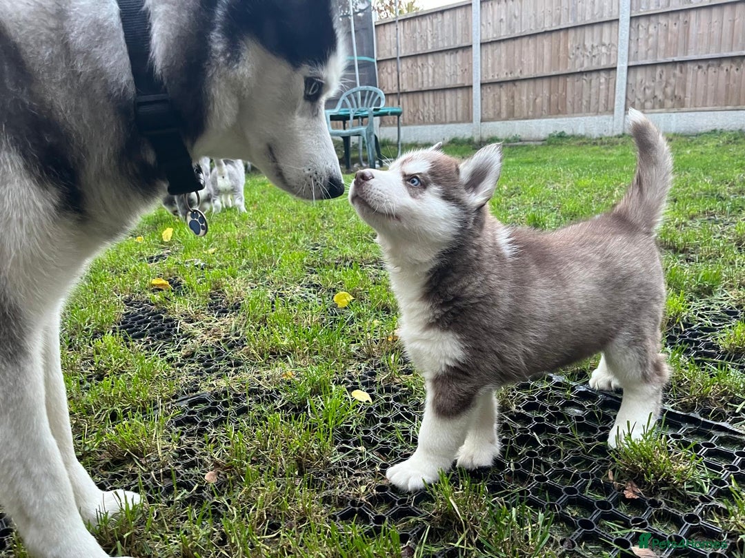 Siberian Husky dogs for sale: Siberian husky puppies available - Image 1