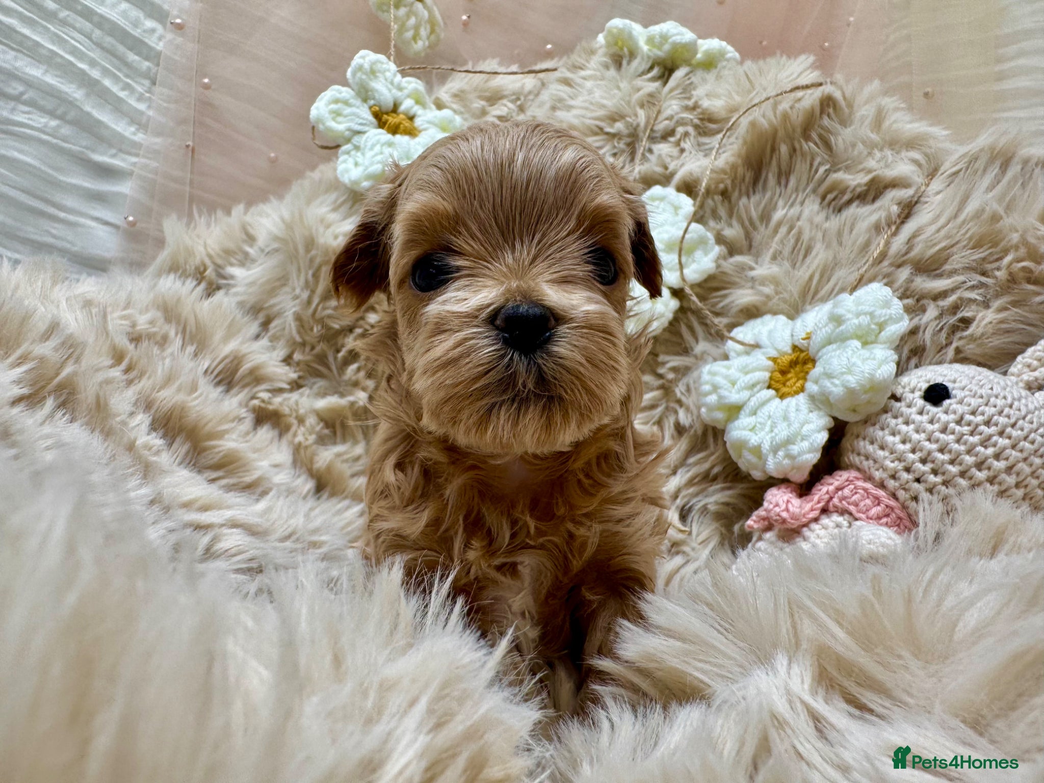 Maltipoo dogs F1 Asian Poodle x Korean Maltese. Maltipoo boys  - Advert 1