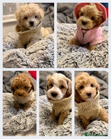 Maltipoo dogs Adorable F1B Maltipoos Ready for new 🏡 - Advert 11