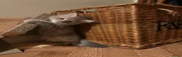 Maine Coon cats for sale: Stunning mainecoon cross kittens  - Advert 6