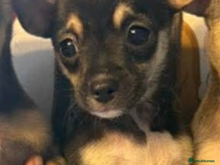 Mixed Breed dogs Stunning Unique 3/4 Chihuahua x Italian greyhound - Advert 1