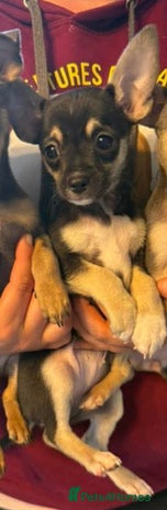 Mixed Breed dogs Stunning Unique 3/4 Chihuahua x Italian greyhound - Advert 1