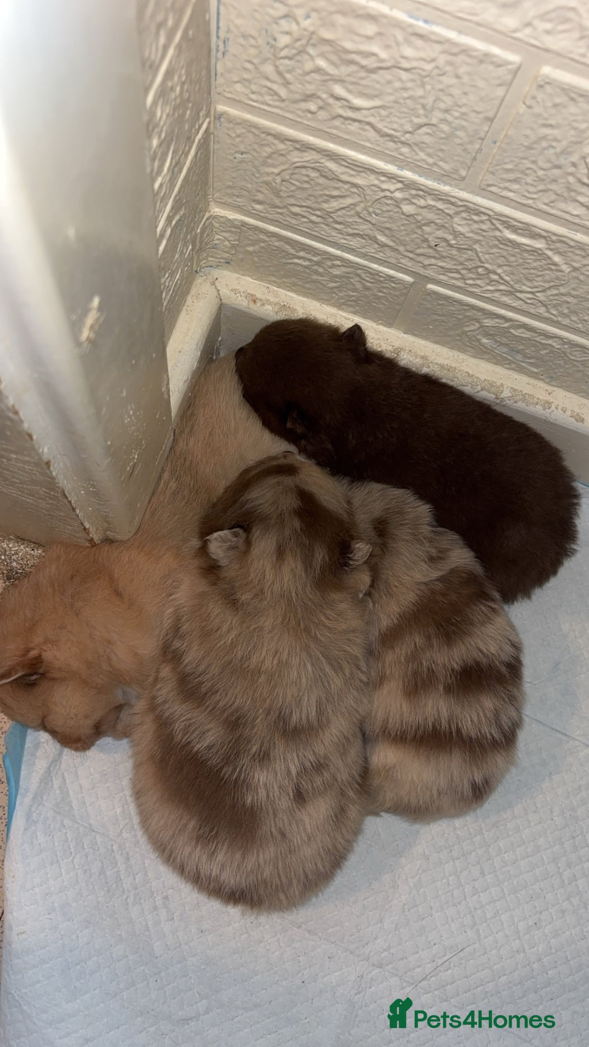 Pomeranian dogs Puppy’s ready in 4 weeks  - Advert 9