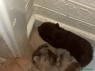 Pomeranian dogs Puppy’s ready in 4 weeks - Advert 9