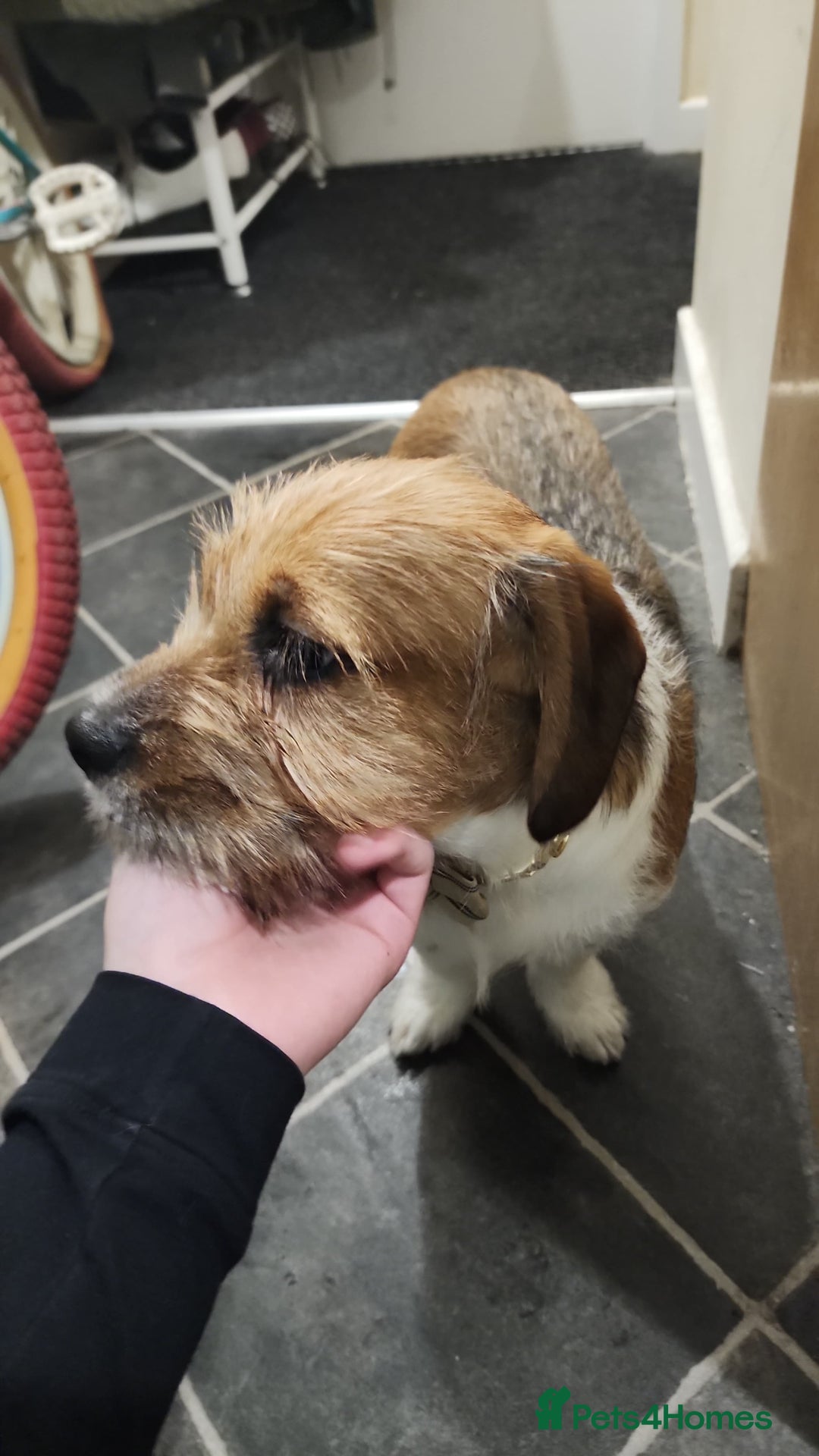 Mixed Breed dogs for sale: Beautiful 5 month old shweenie. Shitzu/dachshund - Advert 1