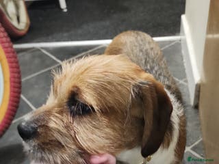 Mixed Breed dogs Beautiful 5 month old shweenie. Shitzu/dachshund - Advert 2