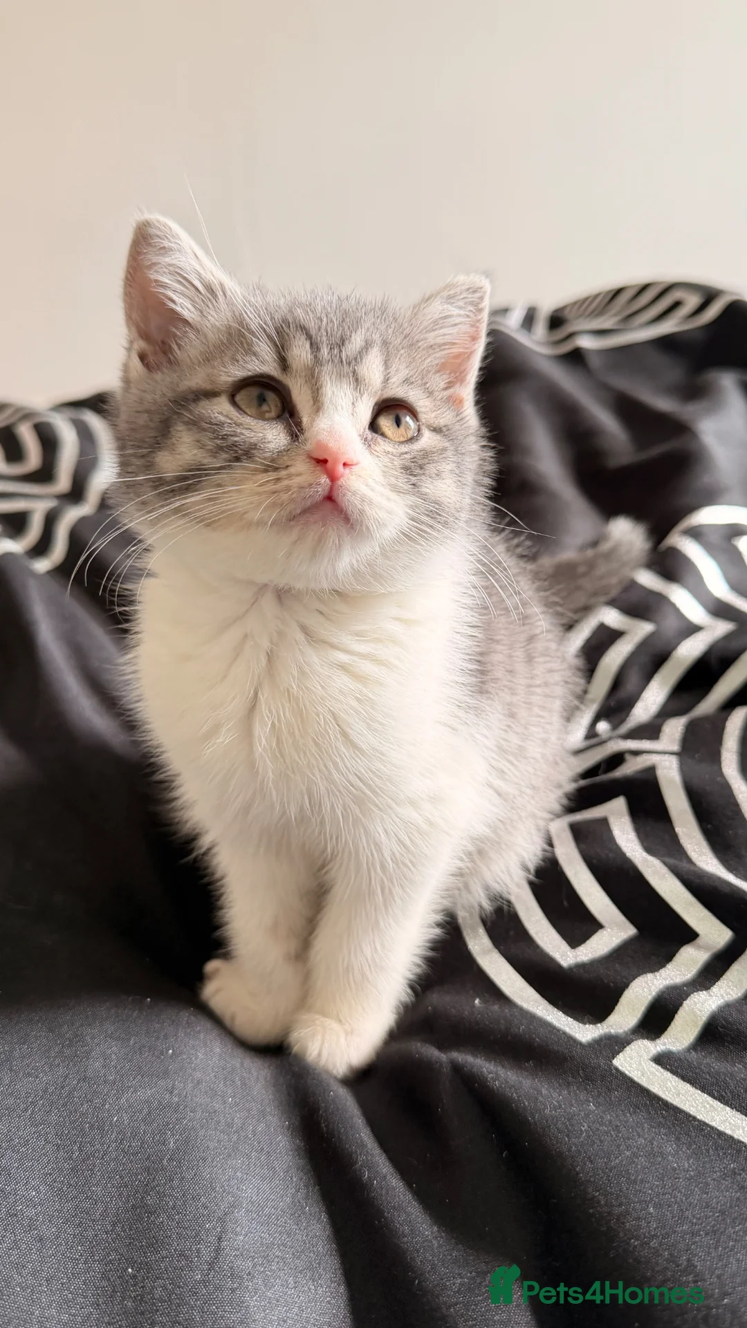 British Shorthair cats for sale: British Shorthair kitten - Advert 1