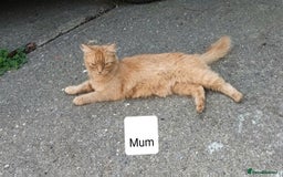 Persian cats for sale: Persian X Beautiful friendly ginger kittens  - Image 19