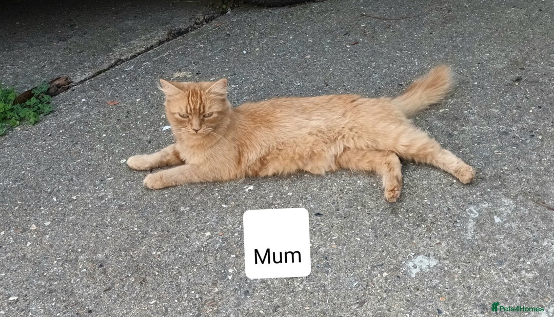 Persian cats for sale: Persian X Beautiful friendly ginger kittens  - Image 19