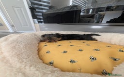 Yorkshire Terrier dogs for sale: Wonderful Yorkshire terrier puppies  - Image 37