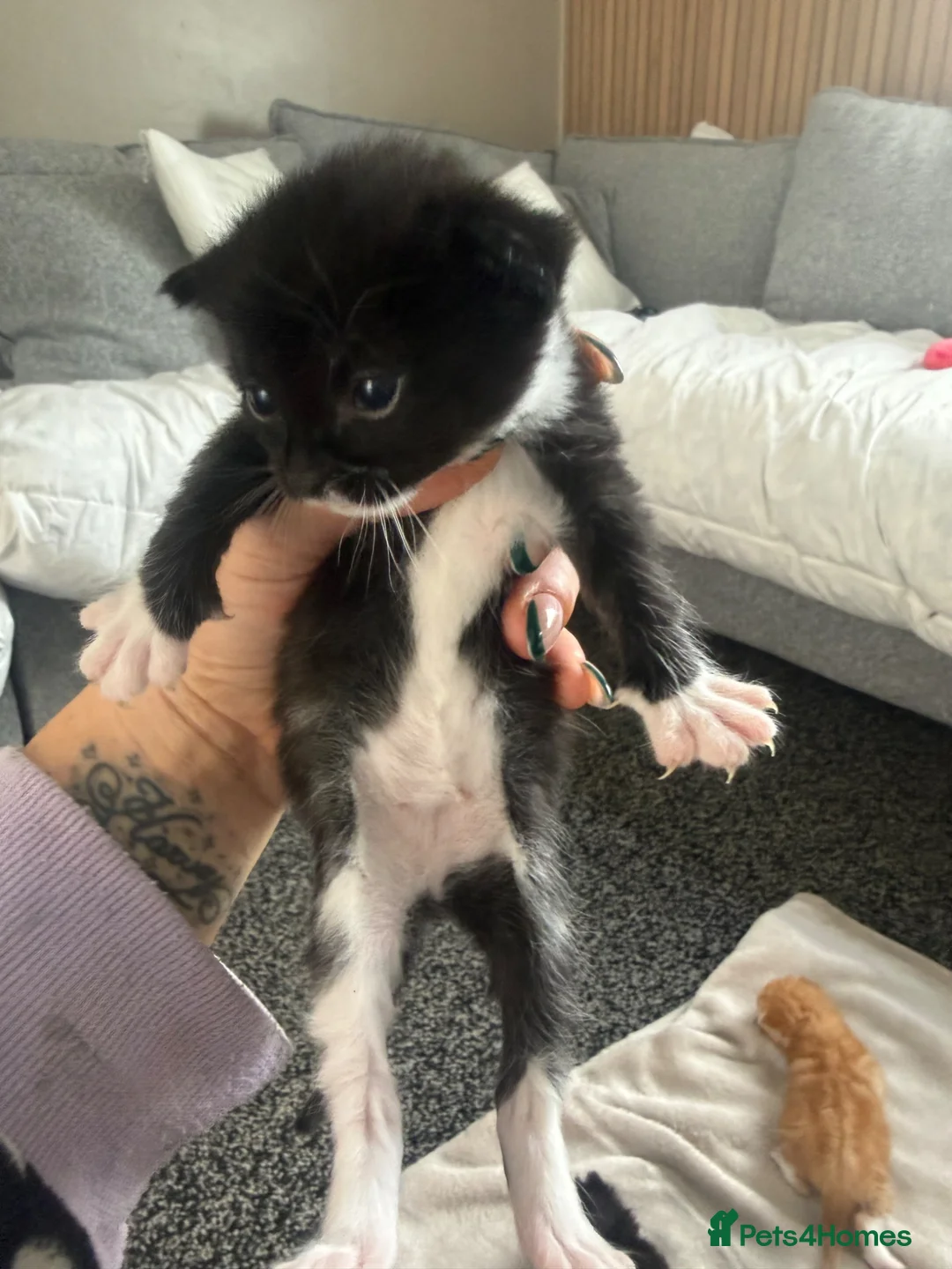 Maine Coon cats for sale: Maine coon mix  in Telford - Advert 6