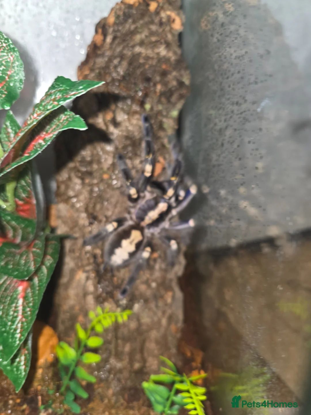 Tarantulas invertebrates for sale: Adult Female P Metallica - Advert 3