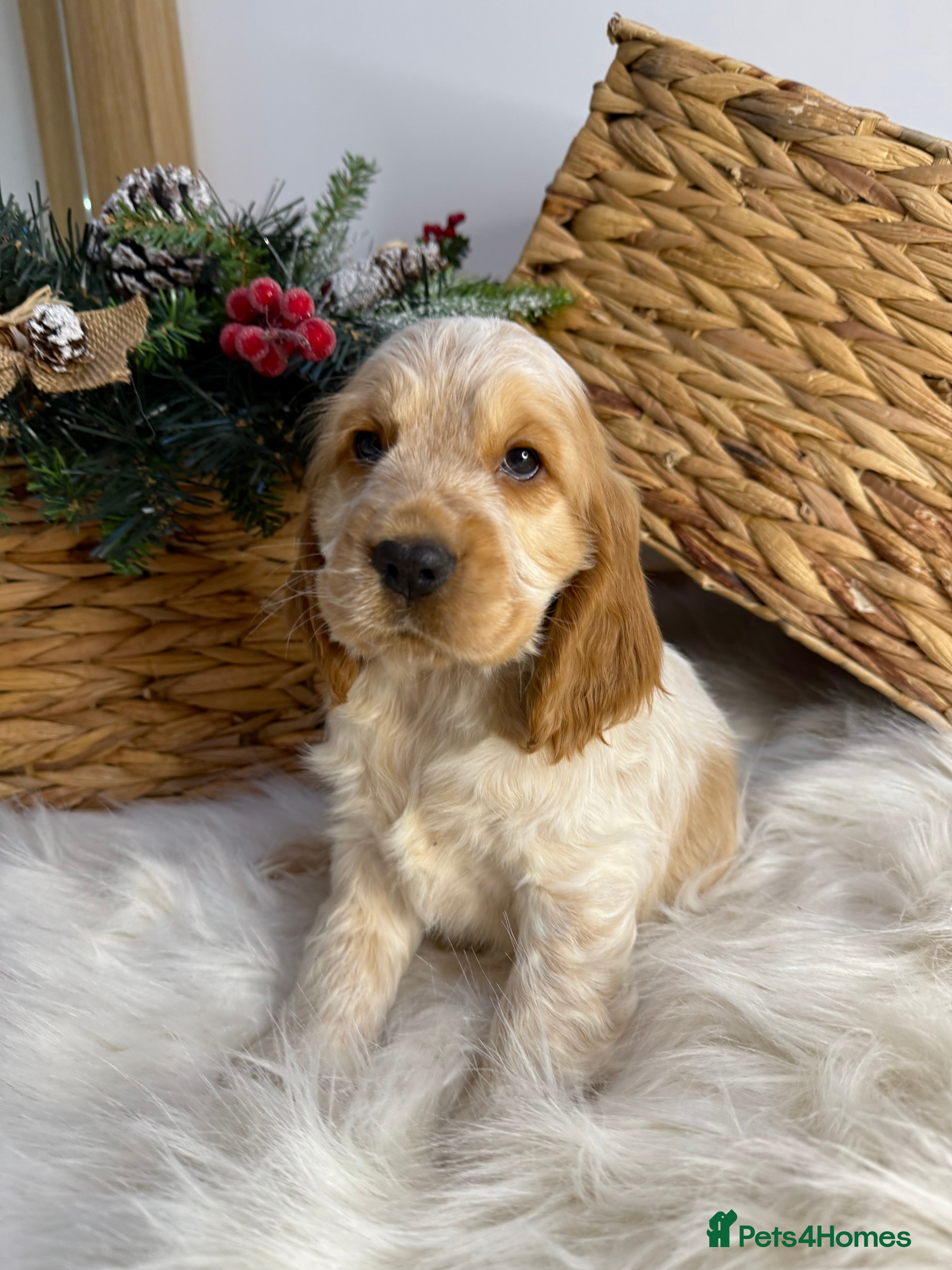 Cocker Spaniel dogs Quality Health Tested KC Reg Show cocker spaniels  - Advert 18