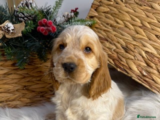 Cocker Spaniel dogs Quality Health Tested KC Reg Show cocker spaniels - Advert 18