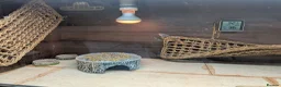 Bearded Dragon reptiles for sale: Witblits hypo het trans male Bearded Dragon - Advert 7