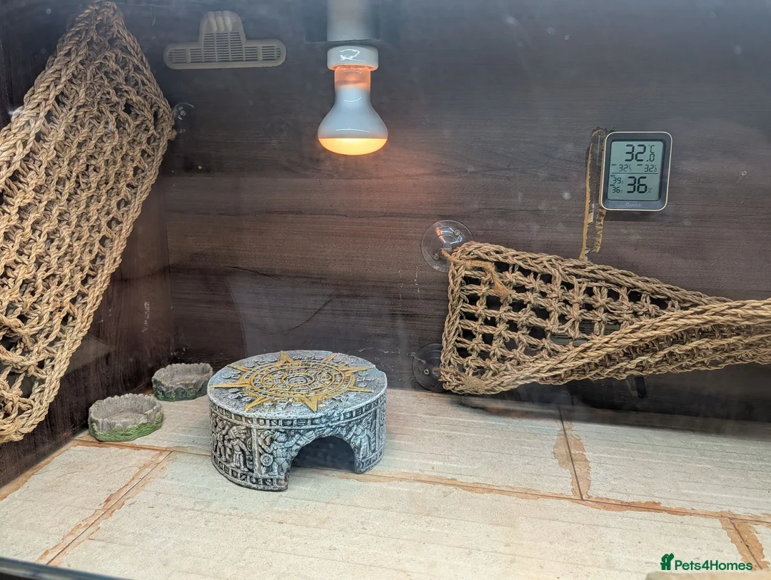 Bearded Dragon reptiles for sale: Witblits hypo het trans male Bearded Dragon - Advert 7